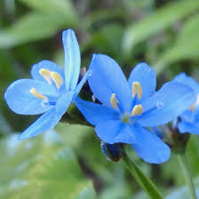 Image result for Aristea abyssinica