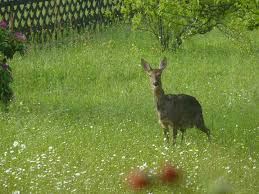 Use custom templates to tell the right story for your business. Reh Im Garten Foto Bild Tiere Wildlife Saugetiere Bilder Auf Fotocommunity
