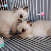 Di jual kucing persia umur:3 bulan betina warna abu abu di jual harga:1.100.000. 1