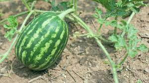 First of all, you need to decide which sort of green beans you want. The 11 Hardest Crops To Grow Revealed Revealed Plantophiles Blog