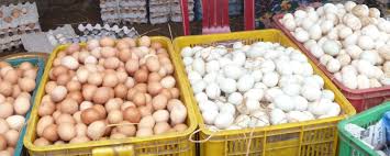 Wie Viele Eier Legt Ein Huhn In Der Woche Legeleistung Und Unterschiede