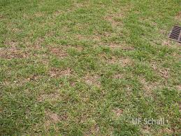 We did not find results for: Is Your Lawn Dying It Might Have An Unpreventable Incurable Virus News The Palm Beach Post West Palm Beach Fl