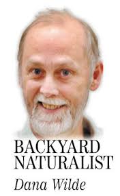 Dana Wilde: Changes in the Maine woods?