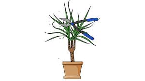 Maybe you would like to learn more about one of these? 3 Ways To Grow Dracaena Marginata Wikihow