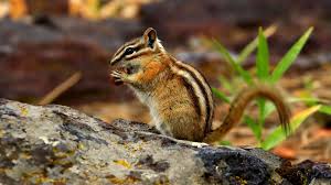 Le tamia, un petit rongeur au dos strié - Photos Futura