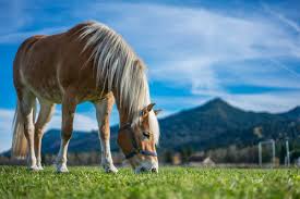 Découvrez toute notre gamme de tube inox 316l et 304l, lisse et barre inox de diamètres ø42.4mm et ø12mm ainsi que les mains courantes en bois de hêtre ou bois exotique. Das Senior Pferd Und Seine Bedurfnisse Vtg Tiergesundheit