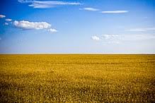 Schau dir unsere auswahl an ukraine flag an, um die tollsten einzigartigen oder spezialgefertigten, handgemachten stücke aus unseren shops zu finden. Flag Of Ukraine Wikipedia
