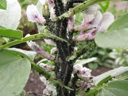 Image result for BLACKFLY ON TOMATO PLANTS