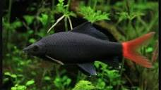 لیست ماهی‌های گیاهخوار آکواریوم همراه با تصویر - ماهی من
