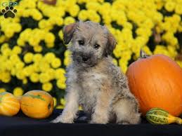 Want to buy.schnauzer mix puppy. Schnoodle Puppies For Sale Greenfield Puppies