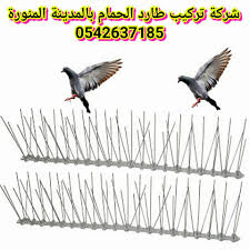 افضل شركة تركيب طارد حمام بالمدينة المنورة 0542637185 تركيب افضل شرائح طارد الطيور والحمام Animals Bird Rooster