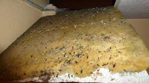Chasser Les Souris De Votre Maison