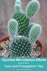 Commonly referred to as a century plant. 63 Types Of Succulents With Pictures Details Care Tips