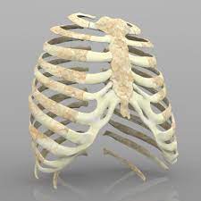 The rib cage is the 24 bones that protect the heart and other organs in the chest and abdomen. 3d Rib Cage With Texture Cgtrader