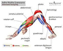When the shoulder is still it can lift the neck. Yoga Q A Why I Couldn T Keep My Knees Straight During Downward Facing Dog Yoga Pose Ispirit Asia