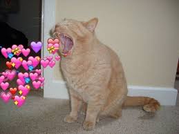 Profile Picture Et Niche Meme Image Sur We Heart It Cute Animal Memes Kittens Funny Cat Memes Funny Kittens