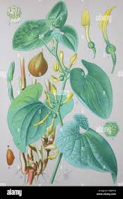 Image result for Aristolochiaceae