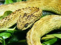 There are 214 bush viper for sale on etsy, and they. Atheris Wikipedia