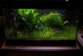 Newly Planted Dwarf Hairgrass Carpet Looking White | The Planted Tank Forum