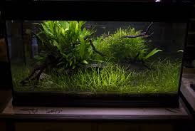 See more ideas about aquascape, nano aquarium, aquascape aquarium. Planted Shrimp Tank The Shrimp Farm