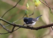 Spring Bird Walk