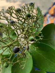 Image result for Premna velutina