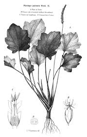 Image result for Plantago palmata