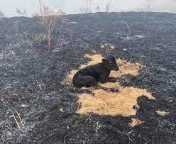 Ve en son sözü belki de başka ne söylerse söylesin içime bu kadar oturmazdı. Fotografin Adana Kozan Daki Yangindan Kurtulan Buzagiya Ait Oldugu Iddiasi Malumatfurus