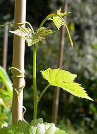 Grapevine Training In The 1st Year Many Images And Graphic Illustrations Weinpflanze Pflanzen Und Hangepflanzen