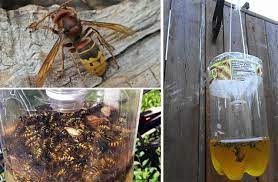 26 Baking Soda Uses Everyone Needs To Know Wasp Trap Diy Bee Traps Wasp Traps