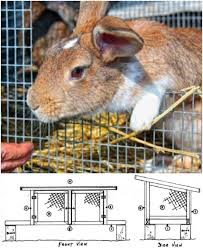10 Free DIY Rabbit Hutch Plans That Make Raising Bunnies Easy - DIY & Crafts