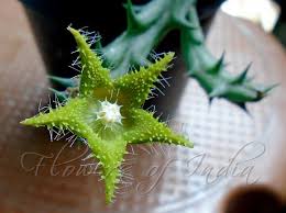 Image result for Orbea dummeri