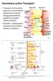 Secondary Active Transport Note Facilliated Diffusion Of Fructose Glut 5 Absorption Of Fructose In Small Intestine Sglt 1 Sodium Dependent Y Học