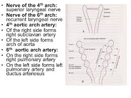 Fishes/anatomy & histology* glossopharyngeal nerve/anatomy & histology* india; Pharyngeal Arches Dr N Satyanarayana Fom Department Of Anatomy Aimst University Malaysia Ppt Video Online Download