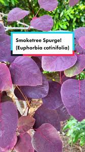 Image result for Euphorbia cotinifolia