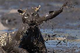 When first caught, the girls slept curled up together, growled, tore off their clothing, ate nothing but raw meat, and howled. Hungry Leopard Leaps Into Waterhole To Catch A Fish And Emerges Both Spotless And Covered In Mud World News Mirror Online