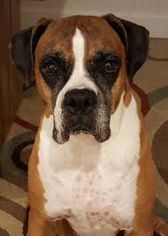 Search our extensive list of dogs, cats and other pets available near you. Beloved Late Pet Inspires Surprise 130 000 Donation To Coastal Boxer Rescue Of Florida