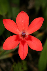 Image result for Freesia laxa