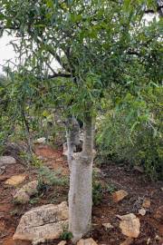 Image result for Commiphora africana
