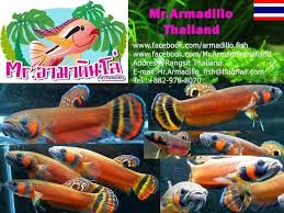 Keressen betta macrostoma spotfin asia fish aquarium témájú hd stockfotóink és több millió jogdíjmentes fotó, illusztráció és vektorkép között a shutterstock gyűjteményében. Betta Macrostoma Thailand Home Facebook