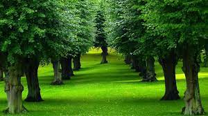 The Grass Looks Like Velvet And The Trees Whisper Wisdom Of The Ages Beautiful Tree Nature Tree Green Trees