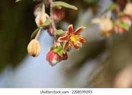 Image result for Grewia retinervis