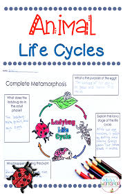 Animal Life Cycles Unit Life Cycles Complete Incomplete