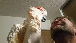 Cockatoo epic freakout (warning fowl language) - YouTube