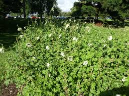 Image result for Hibiscus diversifolius
