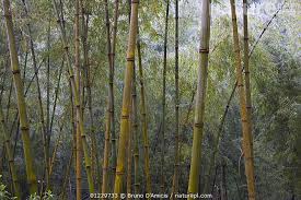 Image result for Oxytenanthera abyssinica