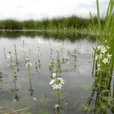 De Waai | Zuid-Hollands Landschap