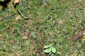 Image result for Didymoglossum erosum