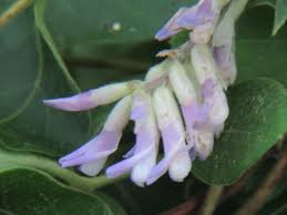 Image result for Amphicarpaea