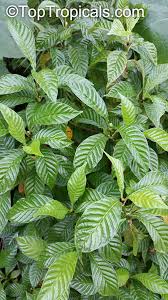 Image result for Psychotria succulenta